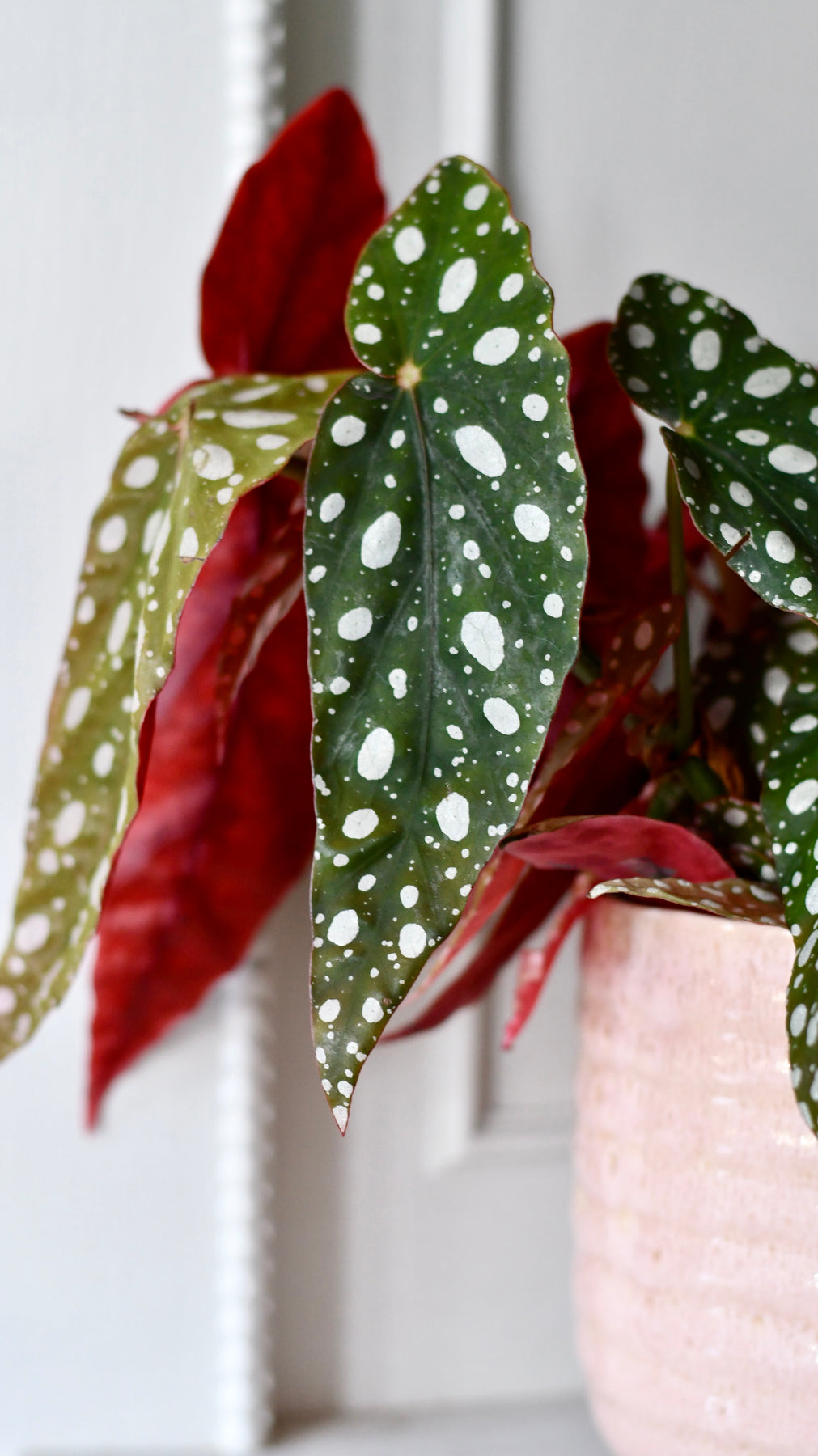 Begonia Begonia Maculata | Polka Dot Begonia | Clown Begonia – Happy ...