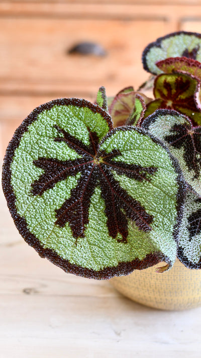 Begonia Masoniana Mountain (Iron cross Begonia)