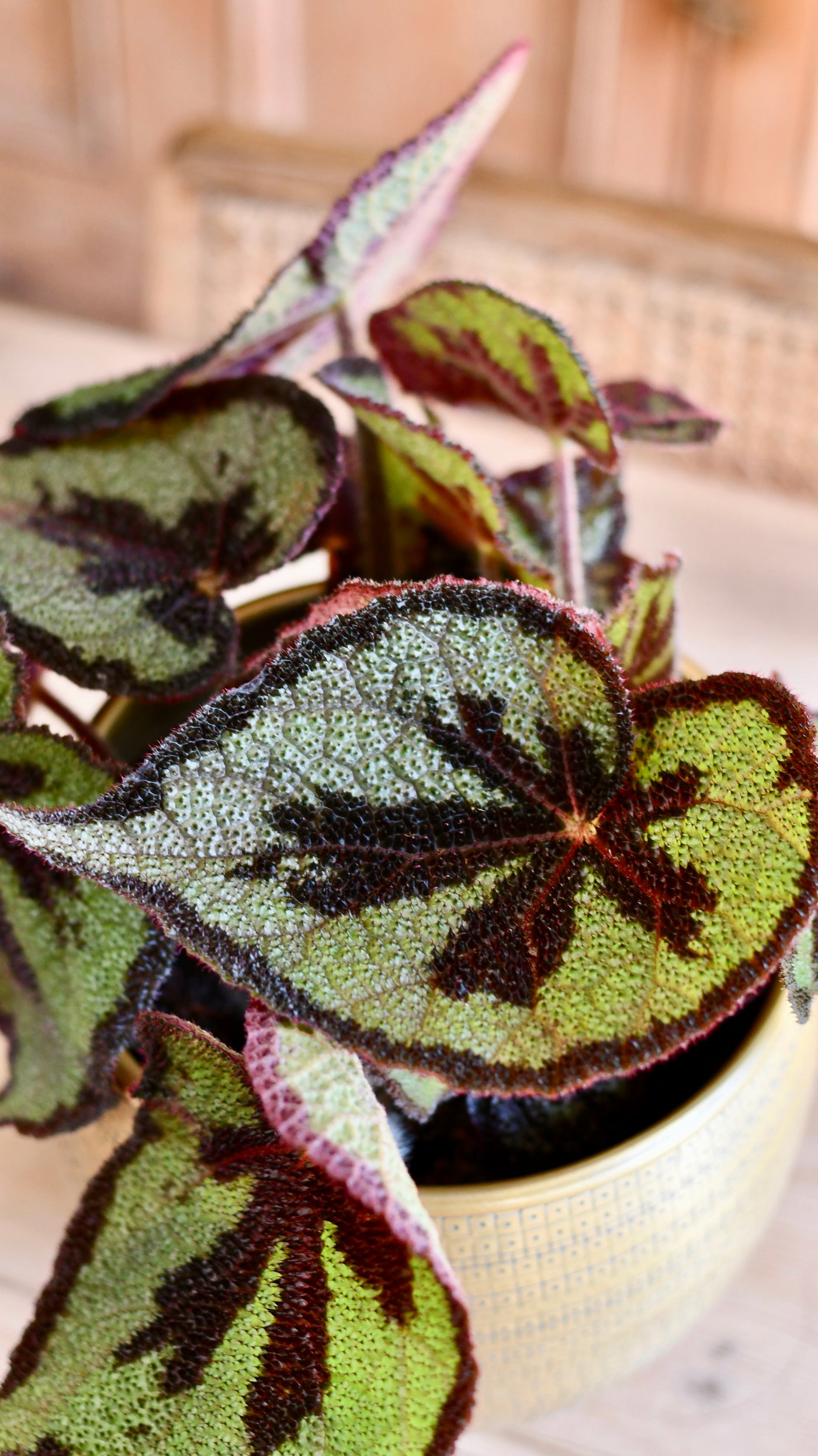 Begonia Masoniana Mountain (Iron cross Begonia)