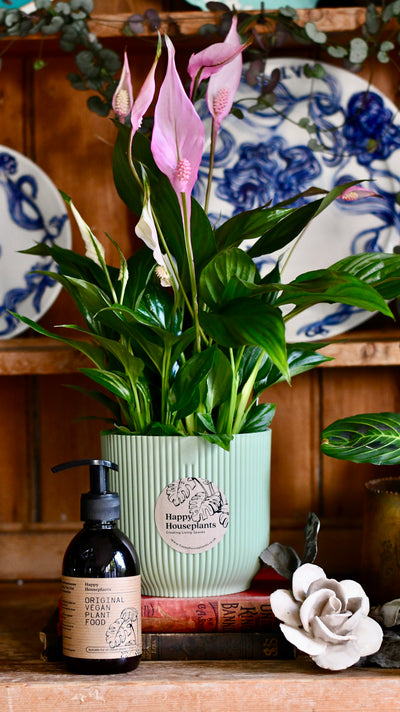 Spathiphyllum Bellini Plant Gift Set with Sorbet Green Elho Pot (Optional Scented Candle & Plant Food)