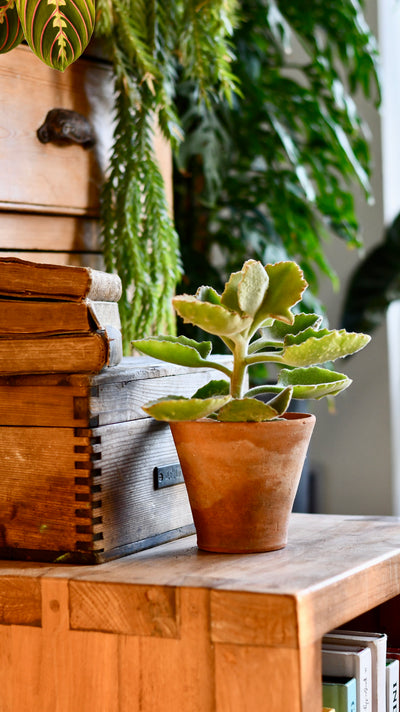 Kalanchoe Beharensis (Felt plant, Felt Bush, Velvet Leaf)