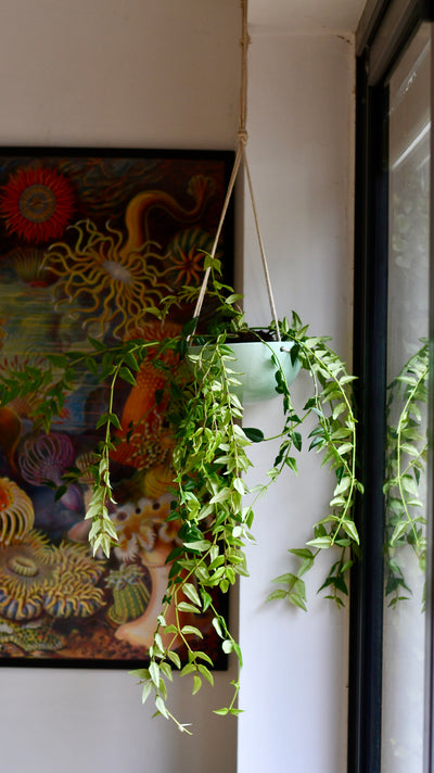 Hoya Bella (wax plants, wax vines, and wax flowers)