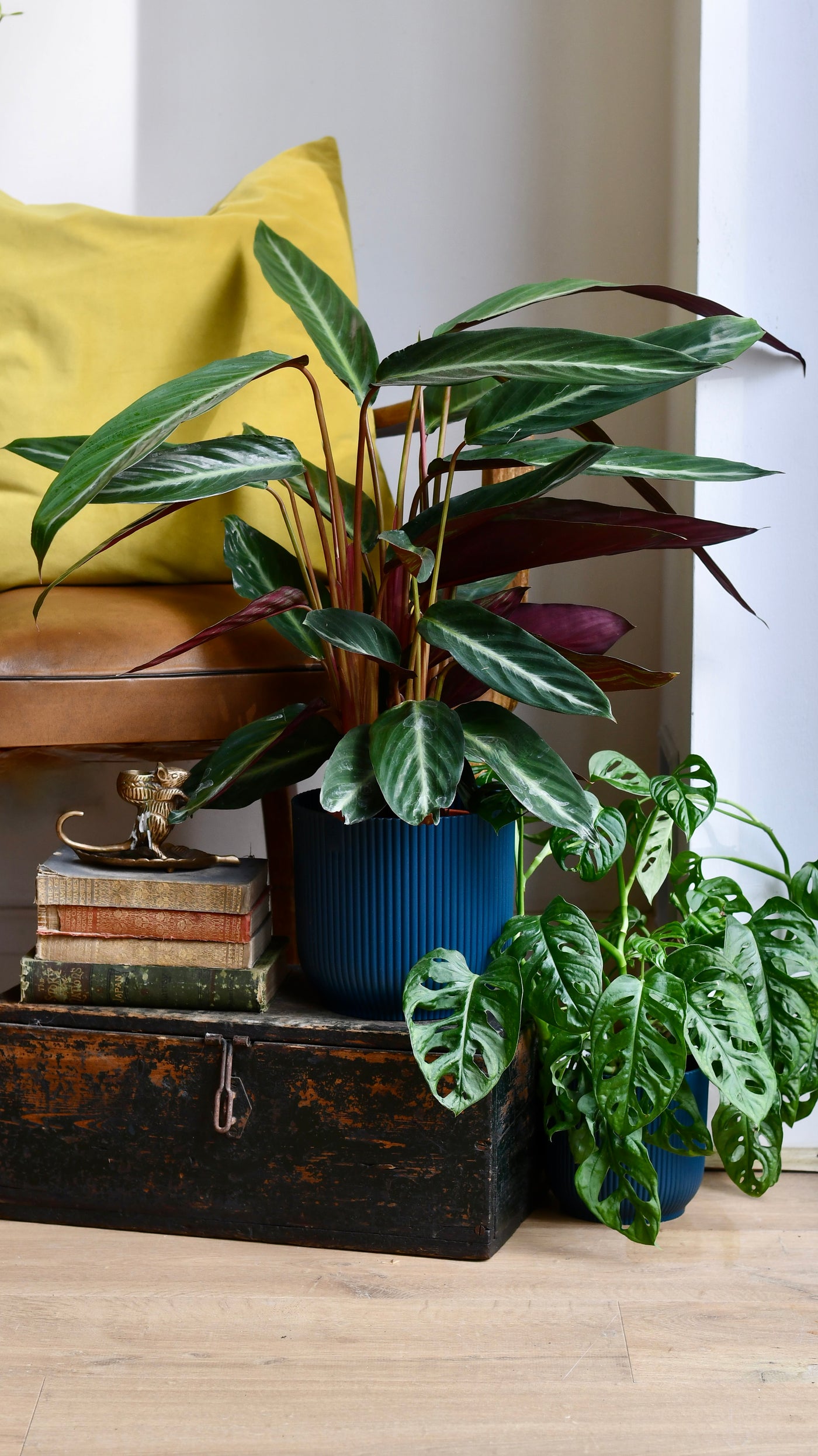 Calathea Stromanthe Stripestar - Prayer Plant