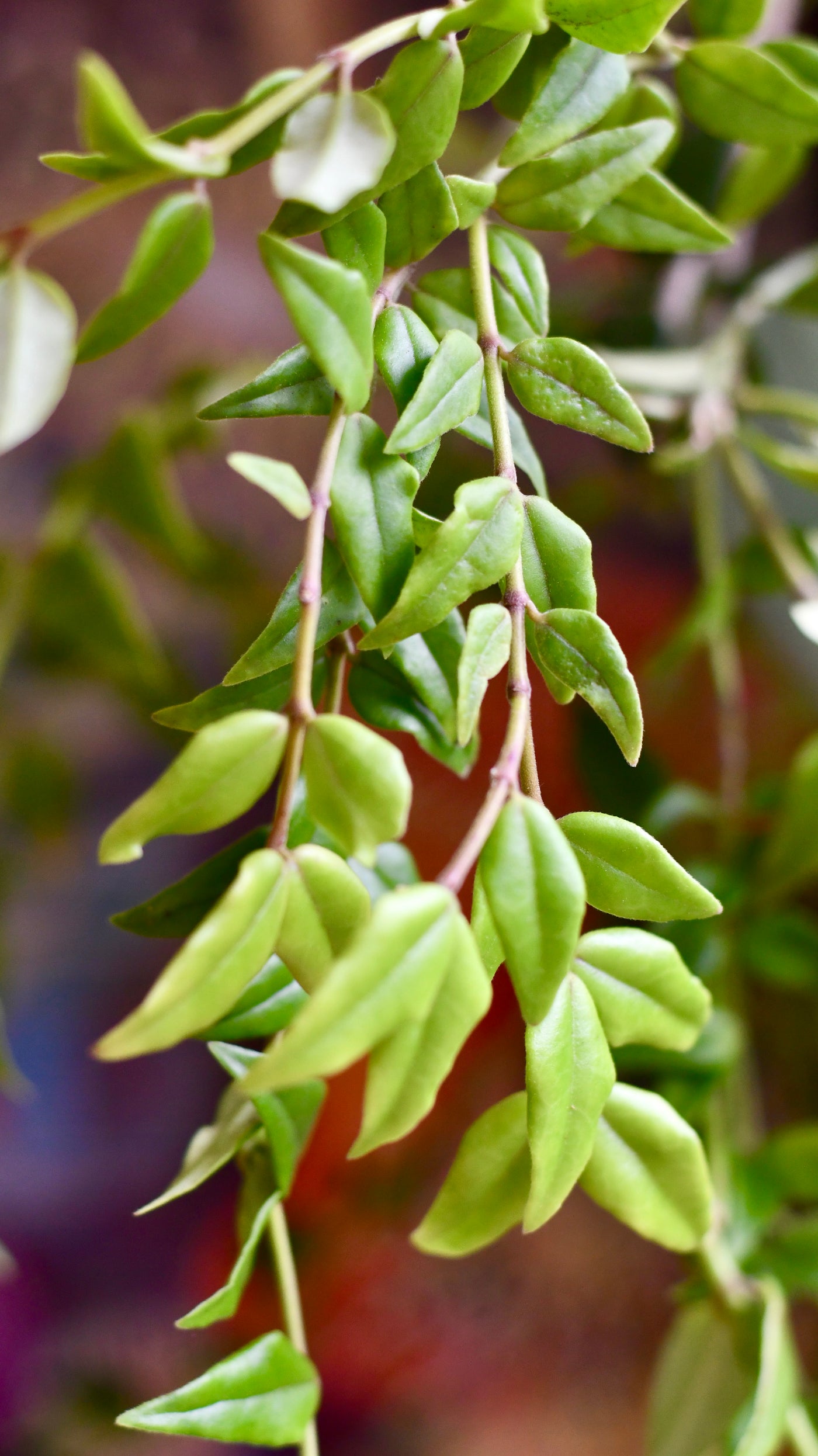 Hoya Bella (wax plants, wax vines, and wax flowers)