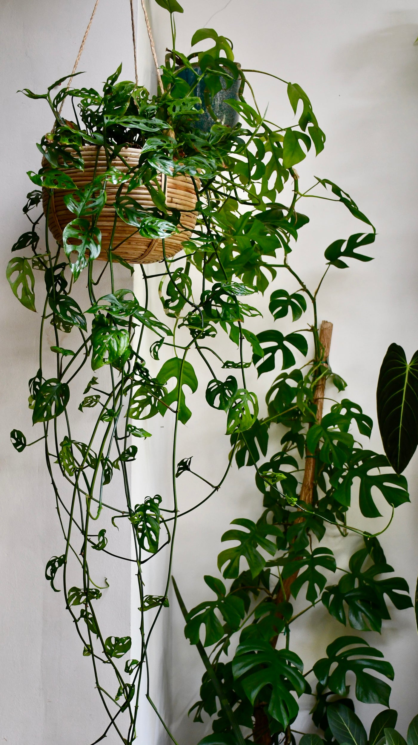 Monstera Asanosii Hanging