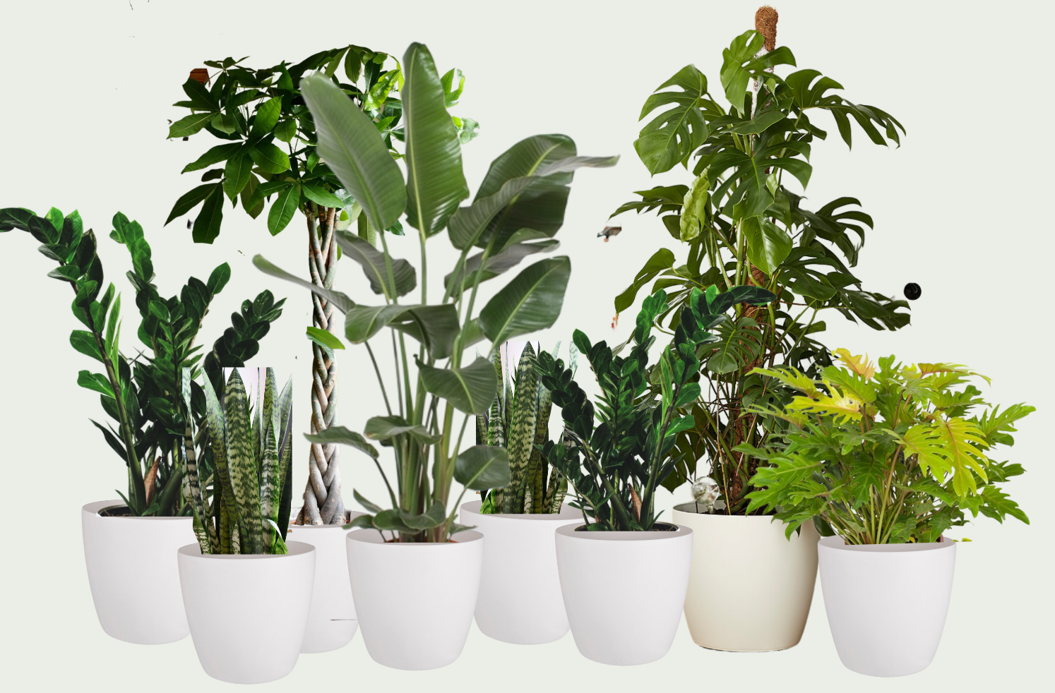 Air Purifying Office Plant Bundle with White Planters – Happy Houseplants